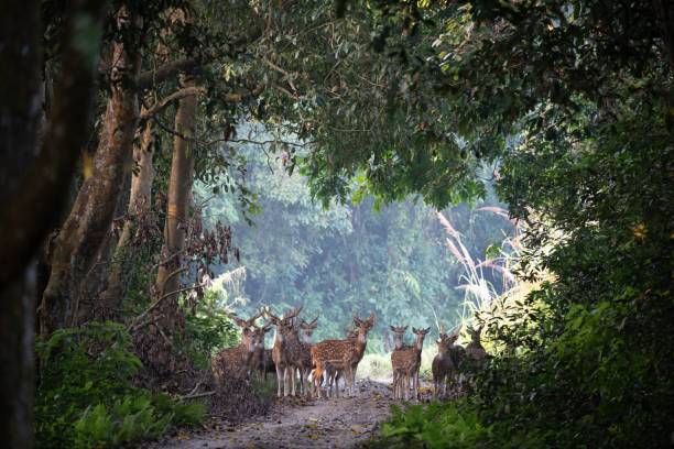 Group of deer standing in a clearing, looking towards the camera.