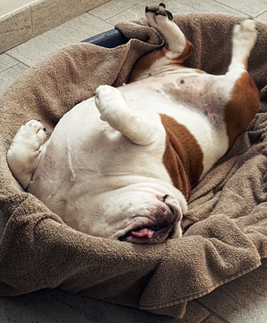English bulldog, characterized by its white and brown coat, in a state of relaxation. The bulldog is lying on its back in a comfortable dog bed, with its legs in the air and tongue sticking out, embodying the epitome of laziness. The setting includes a tiled floor and a beige wall, providing a homely ambiance