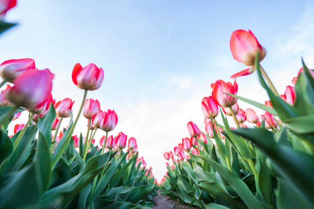istock Beautiful tulips are in full bloom 1809151439