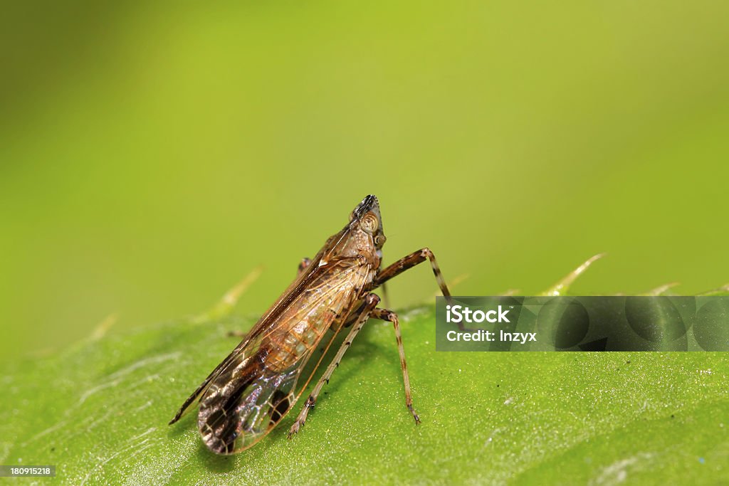 homoptera INSECTOS - Foto de stock de Agricultura libre de derechos