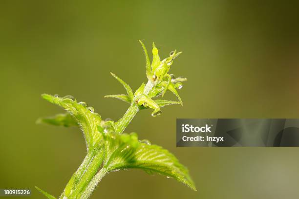 Humulus Hojas Foto de stock y más banco de imágenes de Agricultura - Agricultura, Aire libre, Animal