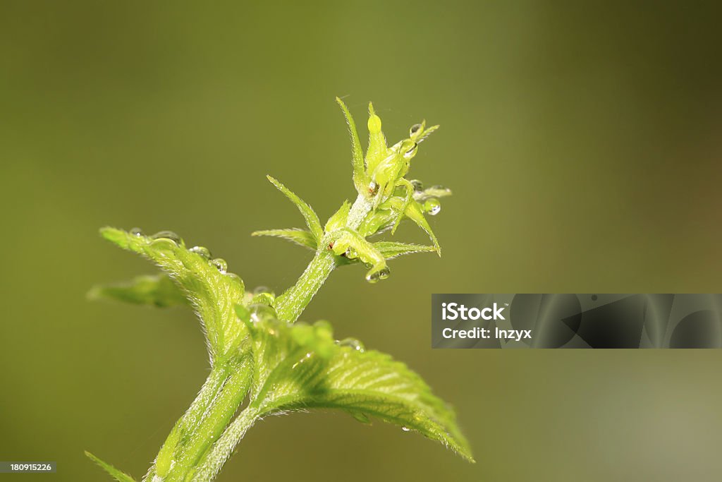 humulus foglie - Foto stock royalty-free di Agricoltura