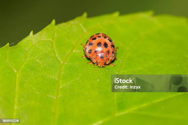 Картофель Ladybird — стоковые фотографии и другие картинки Биология - Биология, Божья коровка, Веселье