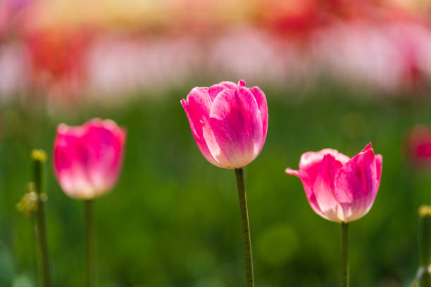 istock Beautiful tulips are in full bloom 1809152306