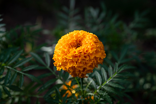 A selective focus, macro shot of a red and yellow mum flower.