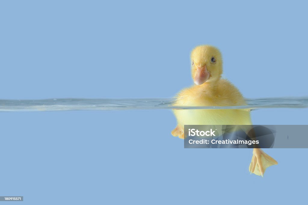 Mignon canard sur l'eau sur fond bleu - Photo de Aile d'animal libre de droits