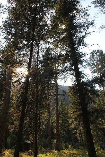 istock Out house in the woods with tall trees and sunlight 180915881