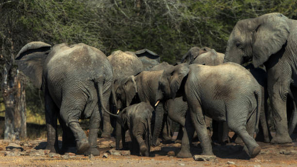 herd of elefants with calfs on island in okavango delta in botswana