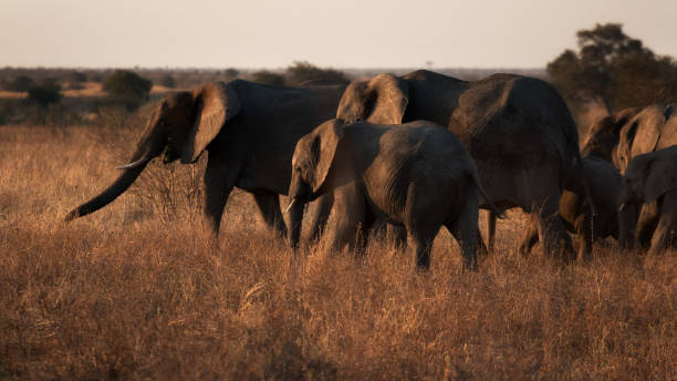 istock Elephants in Kruger Park South Africa 1809167623