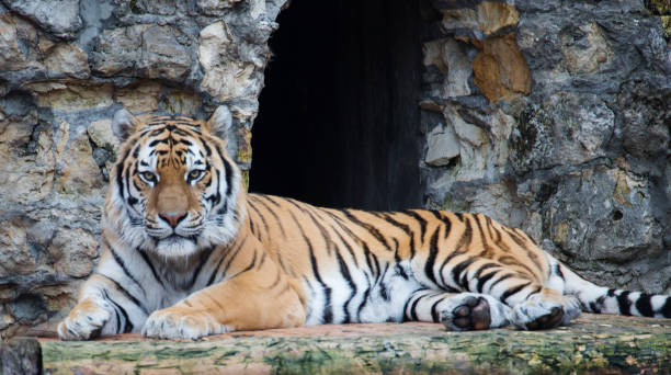 istock Amur tiger, or Siberian tiger 1809168163