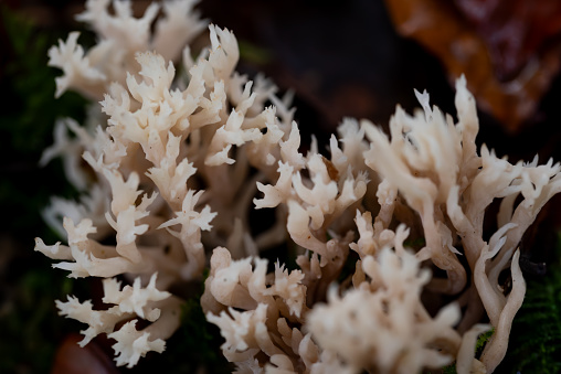 background with Ramaria, Ramaria formosa. Clavaria mushroom macro