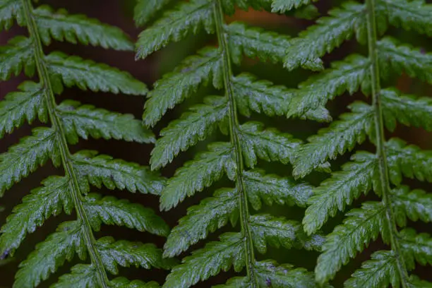 Selectively focused dark green ferns,fern leaf,Fern leaves. Close up. Abstract.