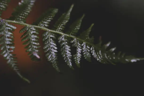 Selectively focused dark green ferns,fern leaf,Fern leaves. Close up. Abstract.
