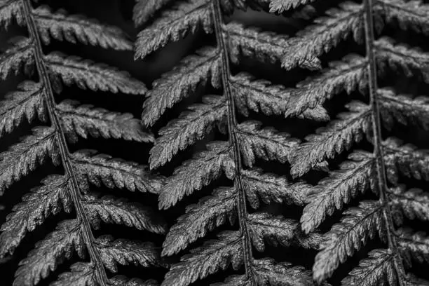 Selectively focused dark green ferns,fern leaf,Fern leaves. Close up. Abstract.monochrome