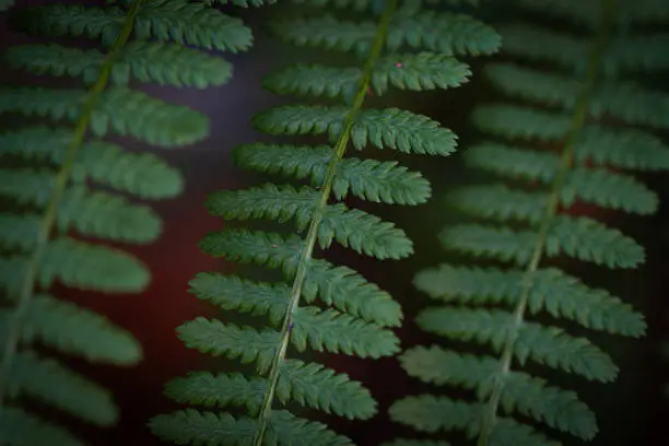 Selectively focused dark green ferns,fern leaf,Fern leaves. Close up. Abstract.