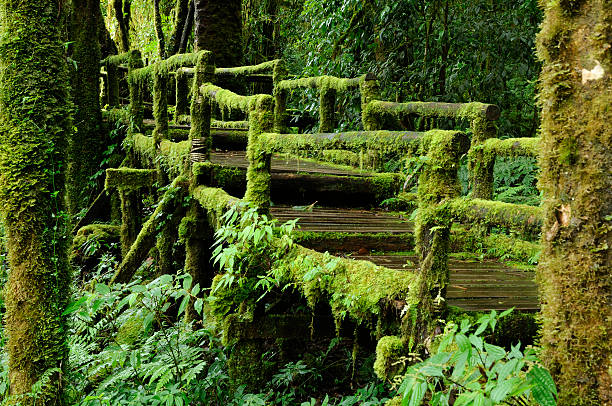 緑豊かな熱帯雨林のます。 - monteverde cloud forest ストックフォトと画像