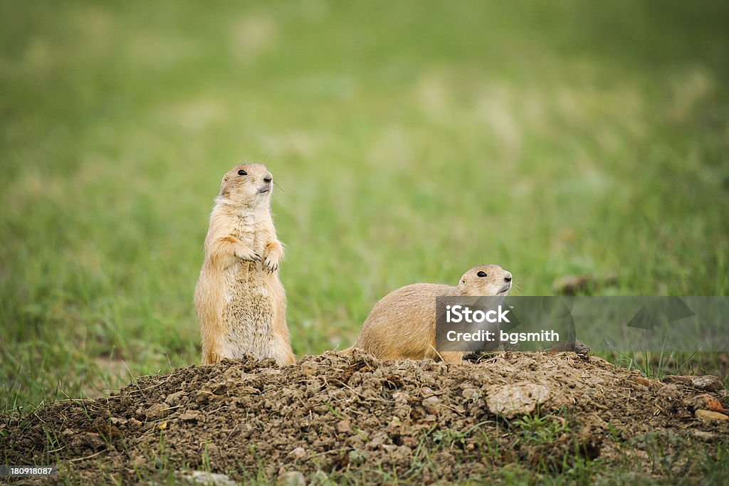 Perrito de las praderas de cola negra (Cynomys ludovicianus) - Foto de stock de Agujero libre de derechos