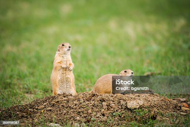 Cãodapradaria De Cauda Preta - Fotografias de stock e mais imagens de Animal