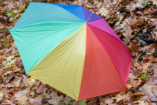 Multi-colored umbrella close-up during a rain,colored umbrella in the park on the autumn leaves