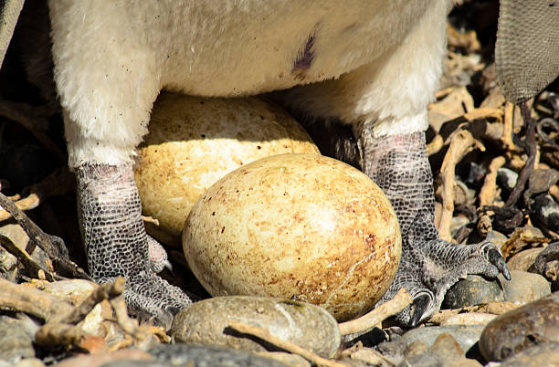 Penguin egg stock photo