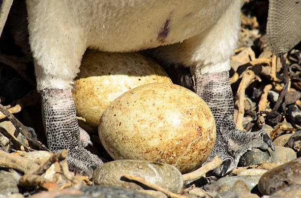 Penguin egg Magellanic penguin eggs. Costa Argentina, Patagonia, Puerto Deseado. houses in antarctica stock pictures, royalty-free photos & images