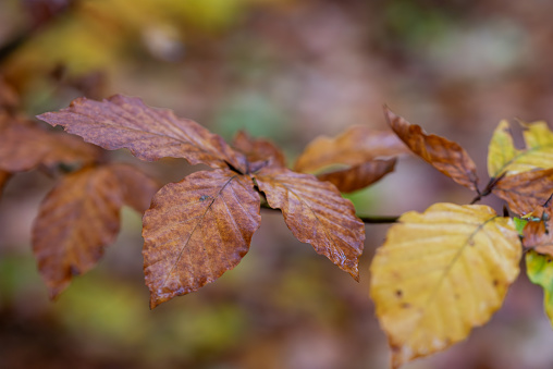 Autumn leaves of a Beech tree