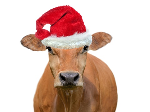 funny portrait of a brown cow wearing a santa claus hat isolated on white blackground