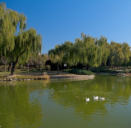 Beijing is famous about parks around city. Beijing government has been build parks as a recreation place people who living cat city centre.