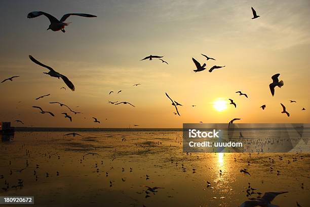 Foto de Seagul O Pôrdosol e mais fotos de stock de A caminho - A caminho, Acima, Alimentar