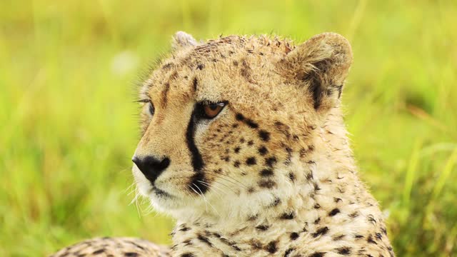 Slow Motion of Cheetah Animals in the Rain, Raining in Rainy Season, Wet Close Up Animal Face Portrait in Masai Mara, Africa on African Wildlife Safari in Maasai Mara, Kenya in Torrential Heavy Rain