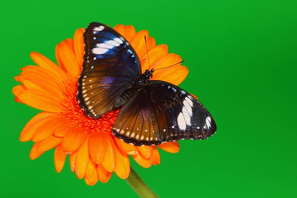 istock hypolimnas bolina on gerber 180920772