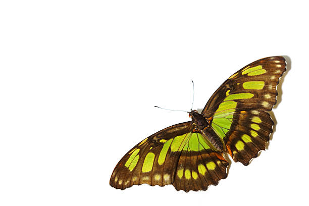 siproeta stelenes - malachite butterfly ストックフォトと画像