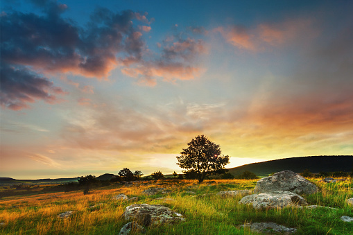 Tranquil Summer Morning: A Majestic Sunrise Over a Solitary Tree in a Non-Urban Landscape