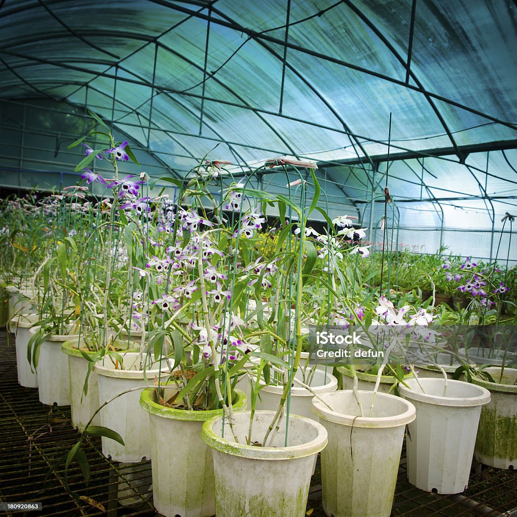 green house Orchidee Blume Kinderzimmer - Lizenzfrei Agrarbetrieb Stock-Foto