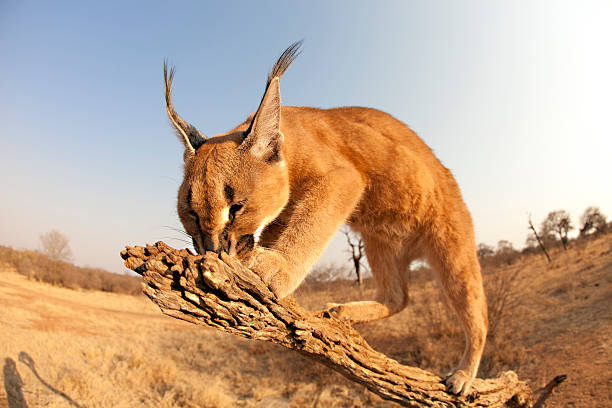 Caracal (lynx) Caracal walking up a branch. caracal photos stock pictures, royalty-free photos & images