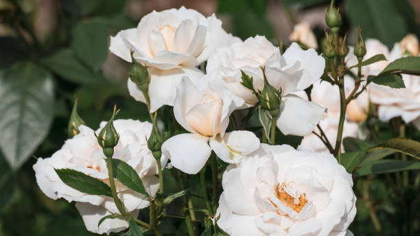 istock White tender roses bouquet blooming in sunny day 1809215052