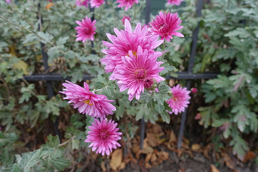 Vibrant pink flowers of Chrysanthemums near fence in mid October
