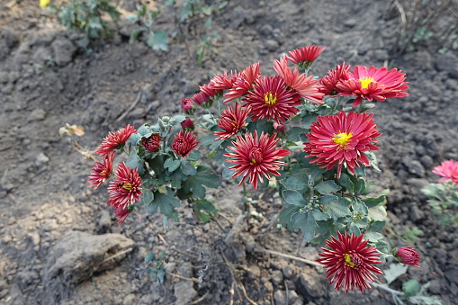 Branch of Chrysanthemums bush with red and yellow semidouble flowers in October
