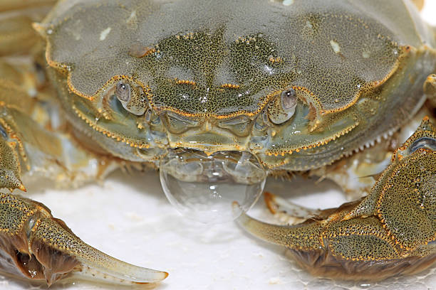 istock spitting bubble of crab 180922078