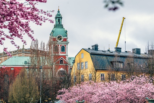 The Church of Saint James in Stockholm, Sweden, with vibrant pink blossoms in the foreground