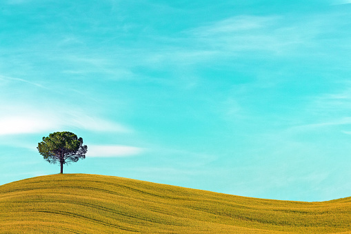 A solitary tree stands proudly on a perfect hill in the heart of Tuscany. Against the backdrop of the rolling landscape, this lone figure becomes a symbol of resilience and beauty. The contours of the hill perfectly complement the simplicity of the scene, creating a harmonious blend of nature's elegance. It's a serene moment in the Tuscan countryside, where the solitary tree adds a touch of poetry to the picturesque beauty of the landscape.