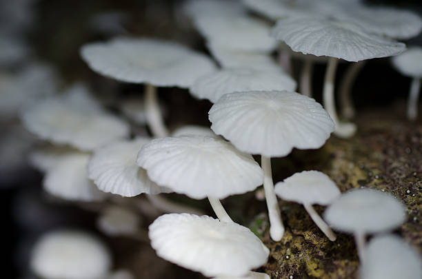 Small White Jungle Fungus Mushrooms Stock Photo - Download Image