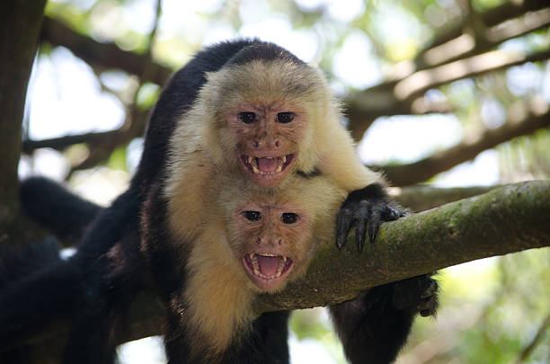 istock Defensive Pair of White Face Monkeys Showing Teeth 180923387