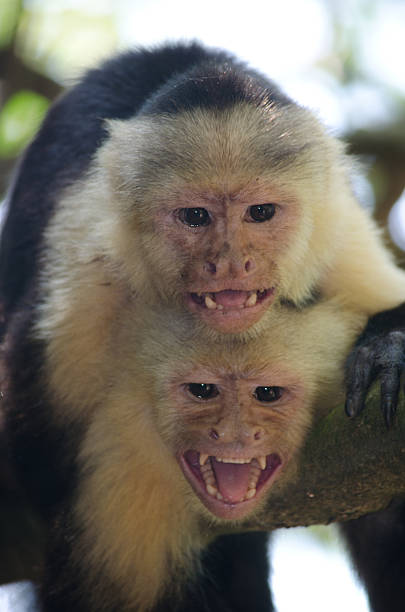 istock Territorial pair of white faced monkeys show their teeth 180923390