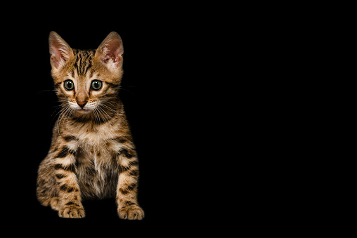 Two month old Bengal kitten on a black background. Fuzzy effect bengal cat.