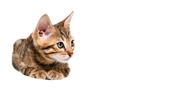 Two month old Bengal kitten on a white background. Fuzzy effect bengal cat.