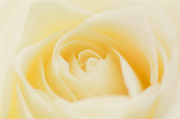Yellow Rose Closeup stock photo