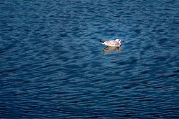 istock A seagull on Lake Varese 1809240344