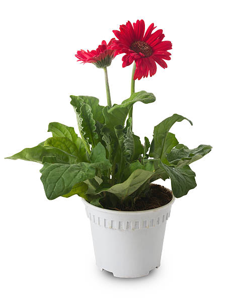 istock Gerbera flower in pot on white background 180924555