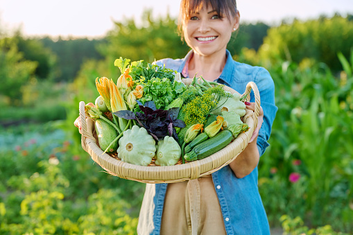 Close-up basket with green vegetables and herbs in hands of woman in vegetable garden on farm. Summer harvest, natural organic eco diet vegetarian vitamin food, nutrition, farmers market